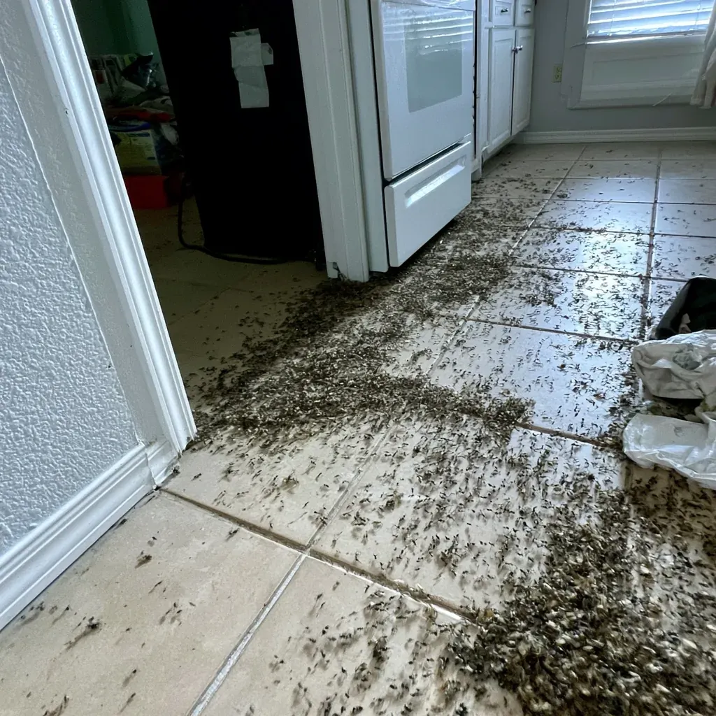 Rodent Droppings rodent control service in South Bend, IN